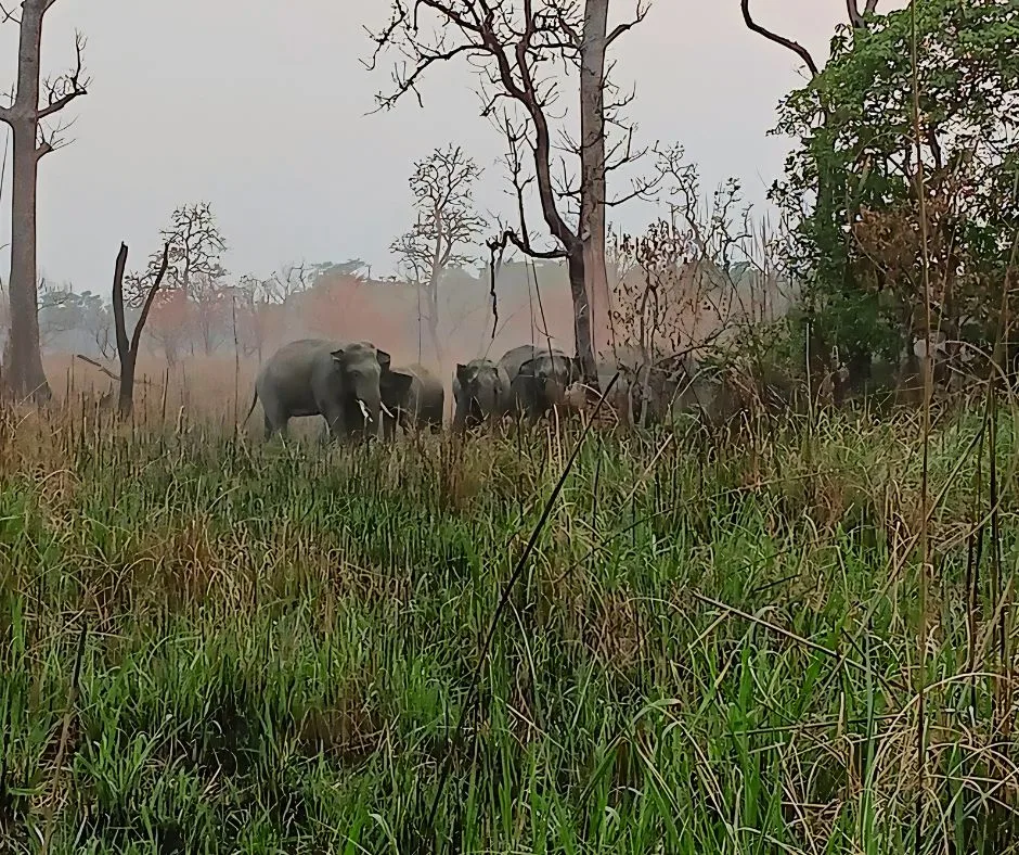 Wild Asian Elephant at Shuklaphanta